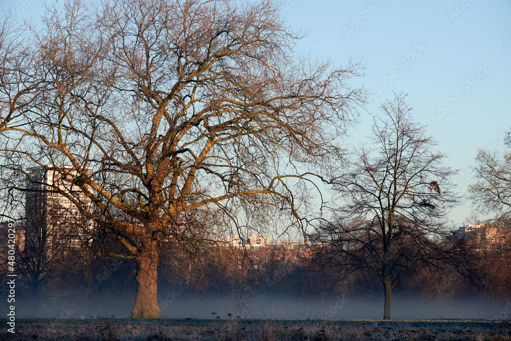 London, Hyde Park in frosty and sunny morning London, Hyde Park in frosty and sunny morning