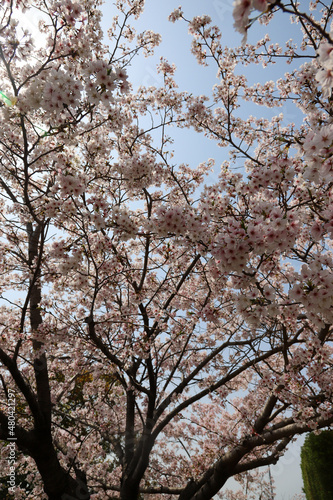 集合住宅の敷地に咲く桜