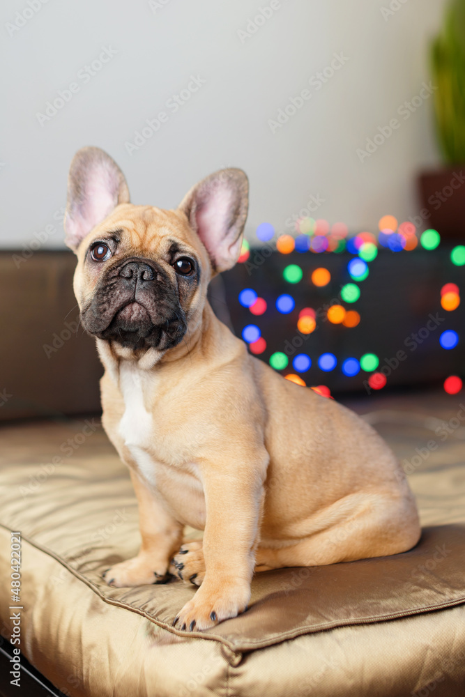 French bulldog sitting on couch looking at the camera. Funny curious dog surrounded by blurry Christmas lights on background.