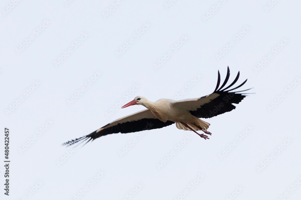 Cigueña blanca (ciconia ciconia) volando sobre un cielo blanco sin nubes Cigueña blanca (ciconia ciconia) volando sobre un cielo blanco sin nubes