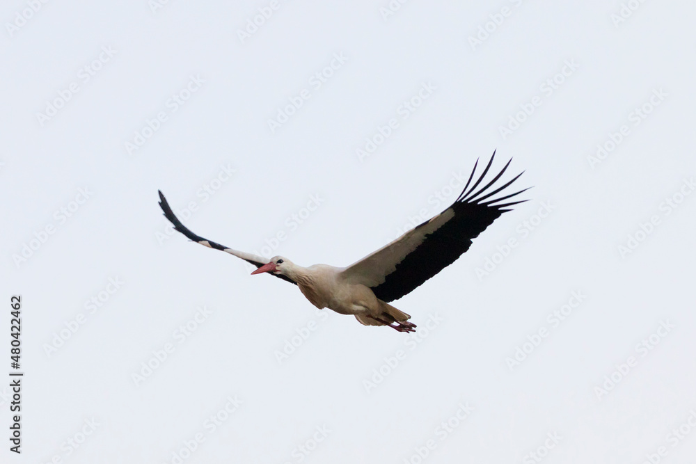 Obraz premium Cigueña blanca (ciconia ciconia) volando sobre un cielo blanco sin nubes
