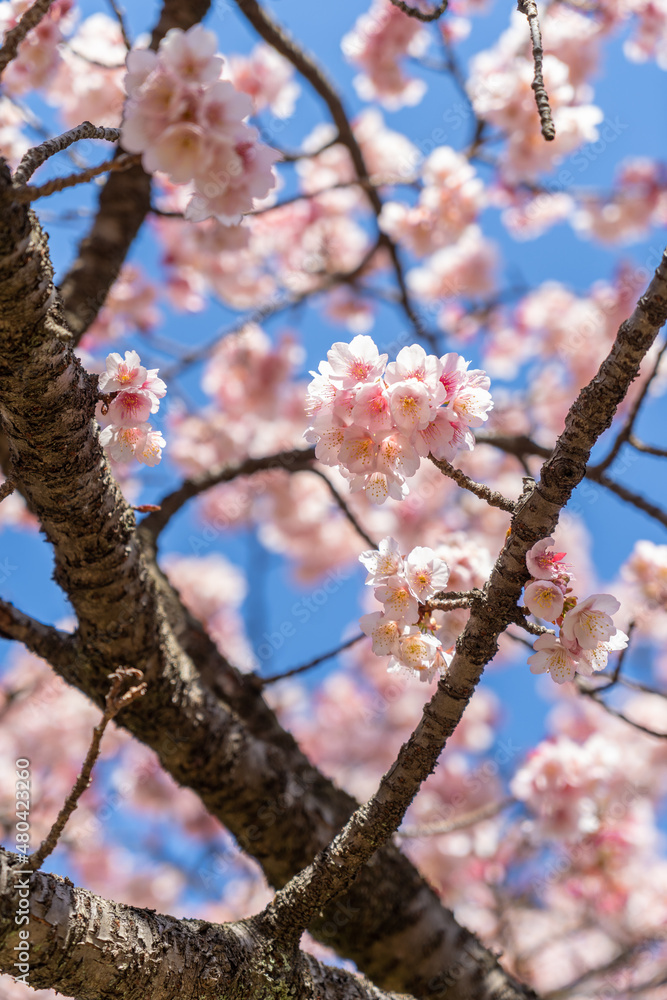 Obraz premium 文京区 小石川植物園の桜