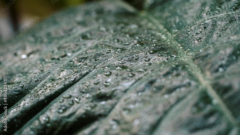 Rain drop on young plant leaf with green nature on background. High quality FullHD footage Rain drop on young plant leaf with green nature on background. High quality FullHD footage