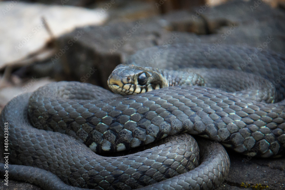 In the spring, a snake lies on a stump in the forest. In the spring, a snake lies on a stump in the forest.