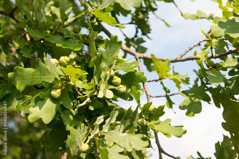 young growing green acorn young growing green acorn