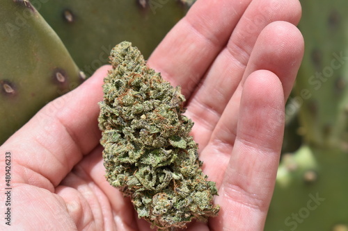 Close Hand Holding Marijuana Cannabis Weed 