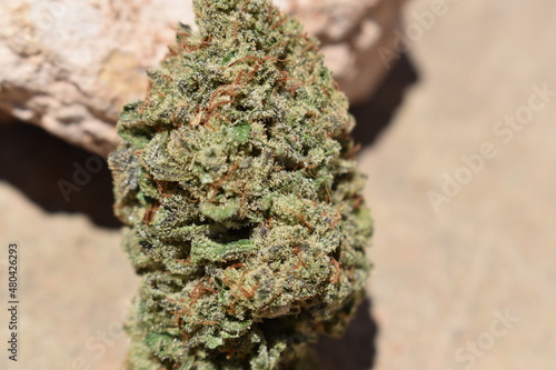 Close Up Cannabis Bud 
