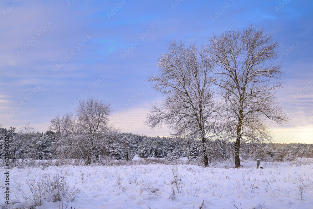 winter forest on a beautiful clear frosty day with bright sun and blue sky winter forest on a beautiful clear frosty day with bright sun and blue sky
