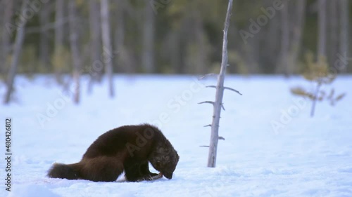 Wolverine chewing on icy salmon skin at winter night in Finland, raven would like its share