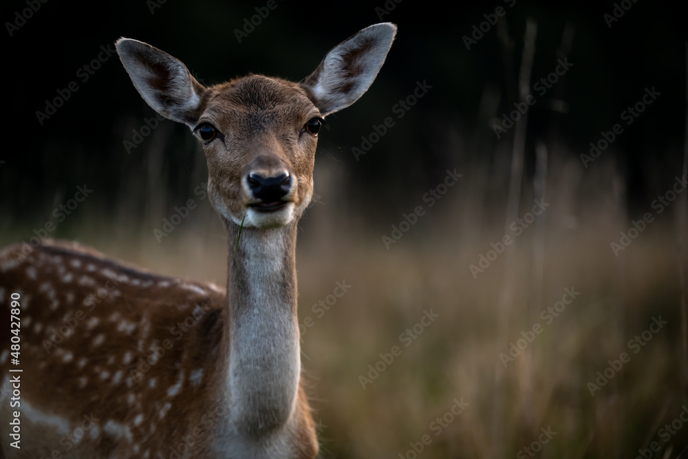 A female roe deer animal in the forest