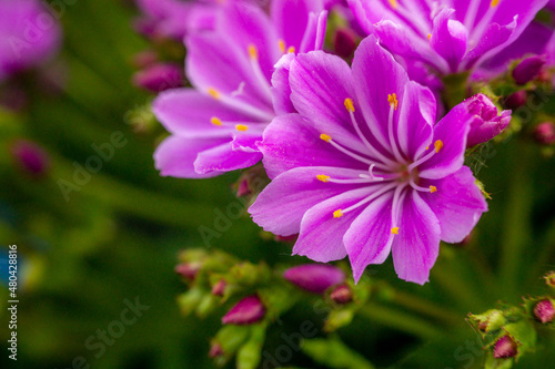 Macro closeup of blooming Lewisia cotyledon flowers with green leaves