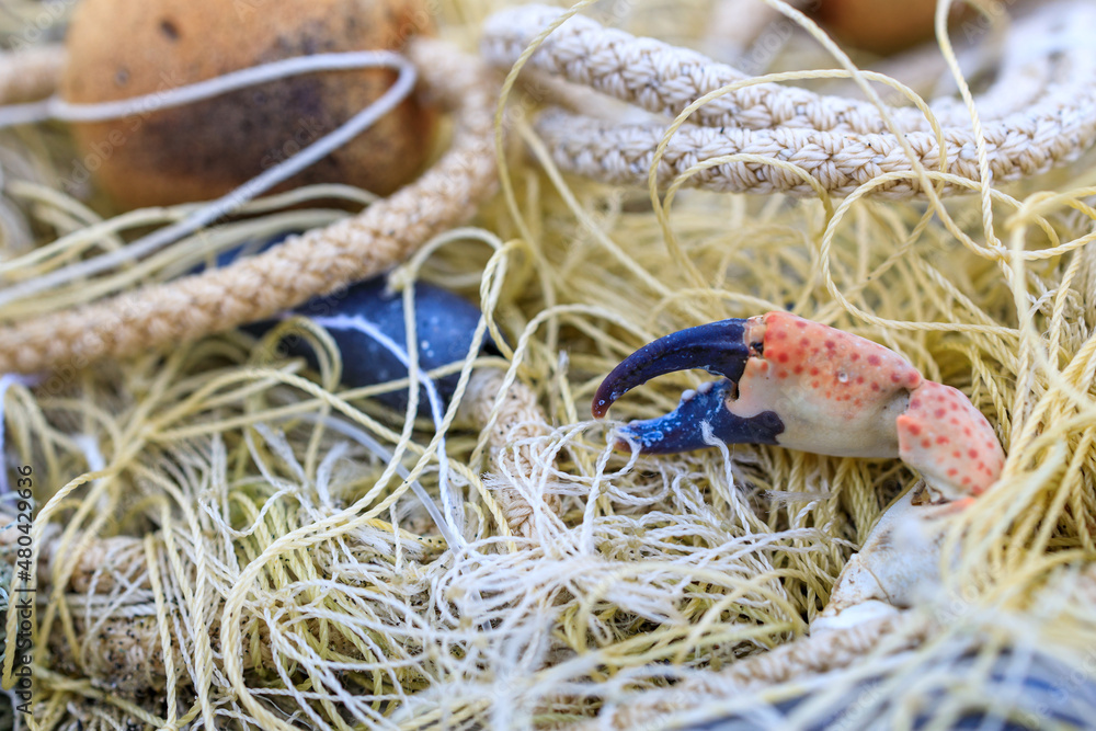 crab claw sticks out of the net, illegal crab fishing
