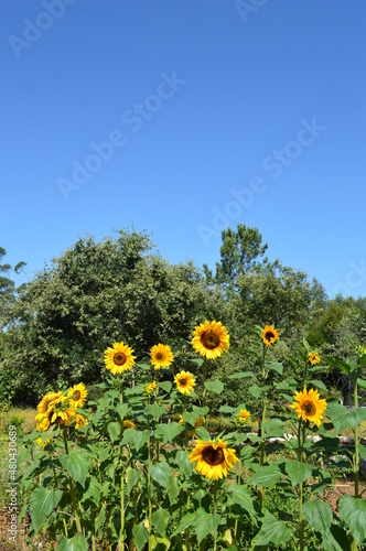 sunflower field with sky in summer