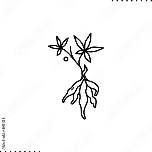 Cassava tuber root, Brazilian arrowroot, manioc plant with leaves 