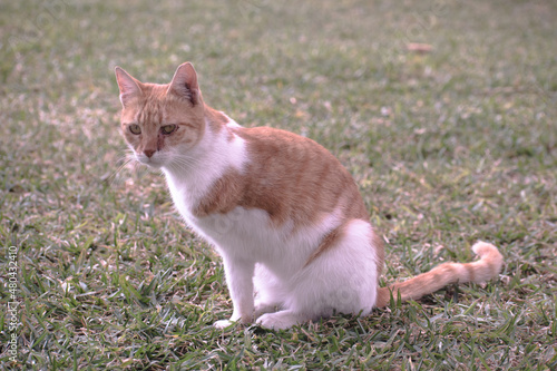 One arm cat sits in a grass while staring curiously.