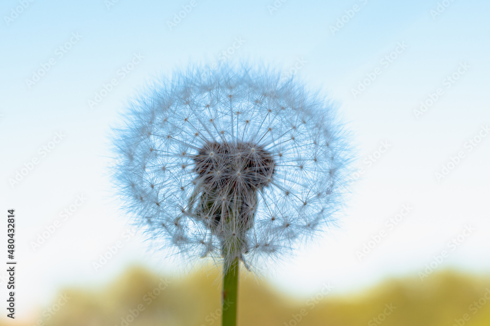 Fototapeta premium Dandelion is white, fluffy, blurred background, close-up.