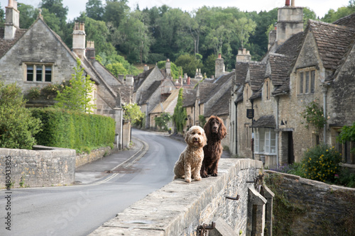 Dogs in Castle Coombe