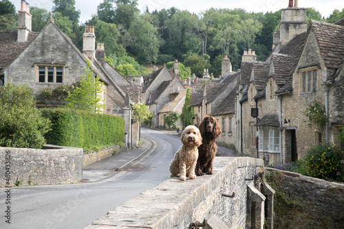Dogs in Castle Coombe photo