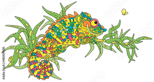 Funny multi colored chameleon, exotic lizard with protruding eyes and a prehensile tail, hiding among green leaves of a tropical tree branch in a wild jungle, vector cartoon illustration