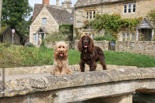 Photography Dogs in Lower Slaughter