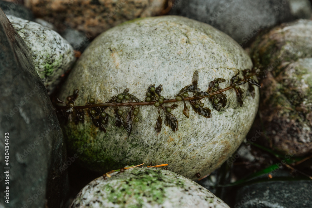 Small bit of seaweed wrapped around a rock