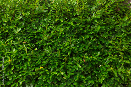 Full frame rhododendron green leaves texture © Jennifer