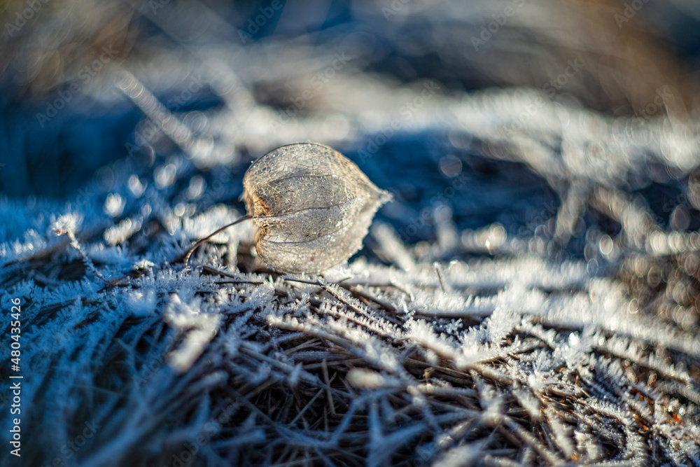 Obraz premium artistic picture with Shallow depth of field - frozen plants in the garden
