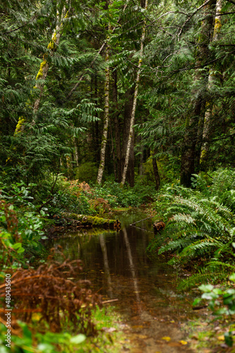 Small still pond in a green forest