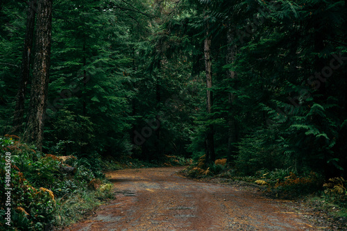 Trail through the dark forest woods on Cortes Island, BC