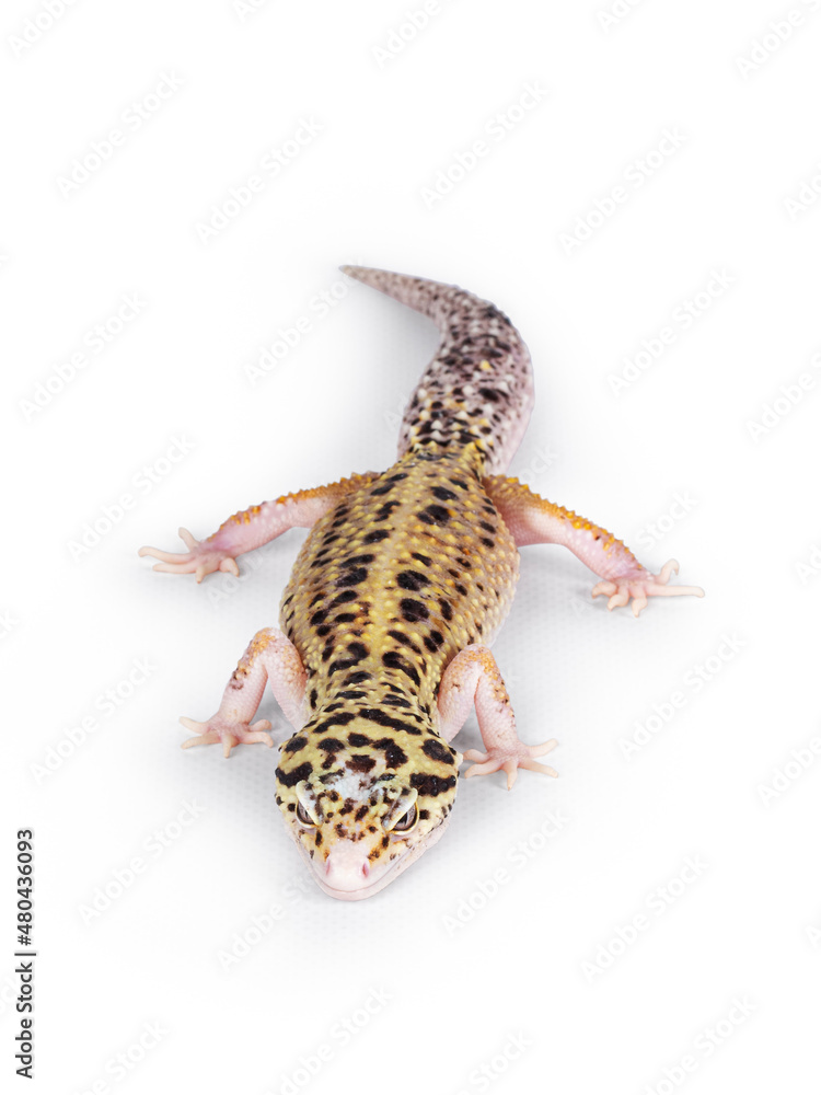 Naklejka premium Top view of beautiful Mack Snow Eclipse colored Eublepharis macularius or Leopard Gecko, standing. Isolated on a white background. Looking straight ahead.