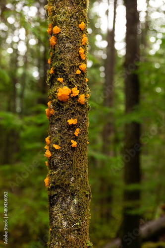 Witches butter mushroom on a mossy tree. Tremella mesenterica. photo