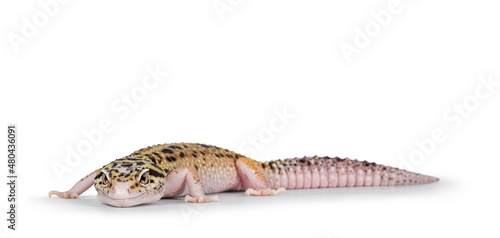 Beautiful Mack Snow Eclipse colored Eublepharis macularius or Leopard Gecko, standing side ways. Isolated on a white background. Looking beside camera.