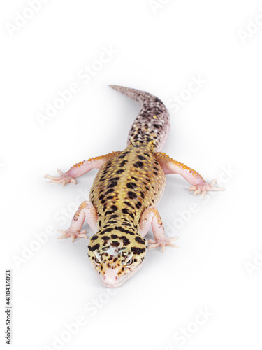 Top view of beautiful Mack Snow Eclipse colored  Eublepharis macularius or Leopard Gecko, standing. Isolated on a white background. Looking straight ahead.