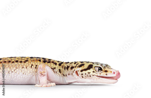 Head shot of beautiful Mack Snow Eclipse colored Eublepharis macularius or Leopard Gecko, standing side ways. Isolated on a white background. Looking straight ahead showing profile and tongue out lic