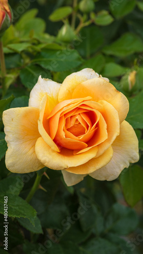 Orange Rose close up