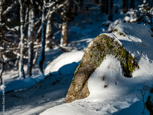 Beautiful snowy forest in the Vosges mountains.