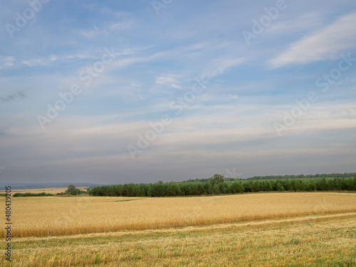 Beautiful blue sky and yellow field. Summer is leaving  autumn is coming soon.