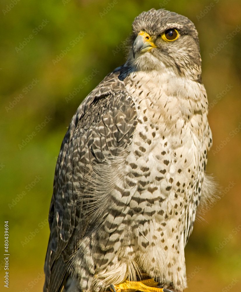 Fototapeta premium Mature Gryfalcon portrait