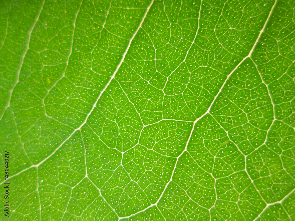Eucaliptos, hoja verde, verde, nervosidad, nervios de hoja Eucaliptos, hoja verde, verde, nervosidad, nervios de hoja