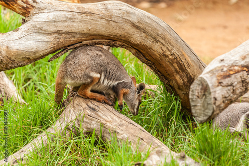 Yellow-footed rock-wallaby, Petrogale xanthopus, walking foraging on fore and hind legs on a recumbent tree trunk in its natural environment of shrubs and grasses photo