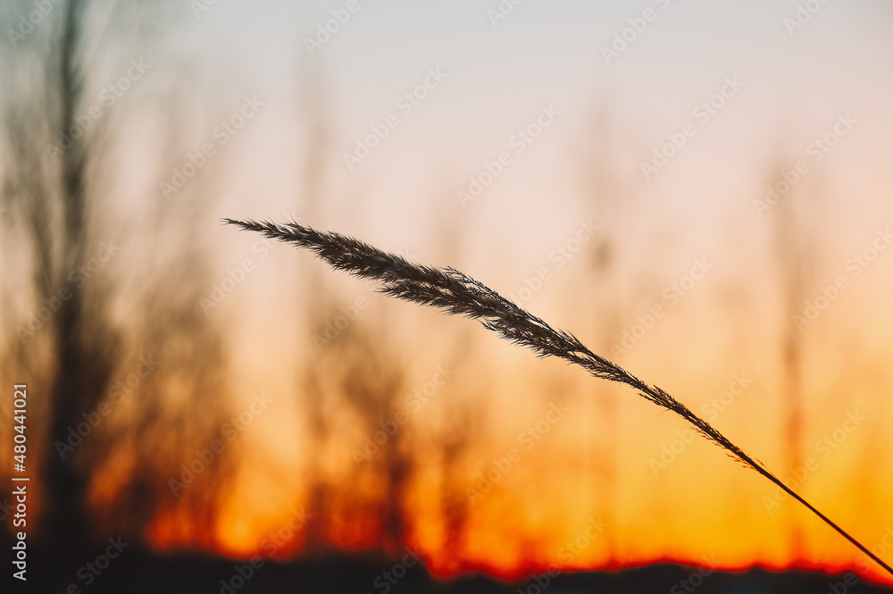 Obraz premium Sunset in the field. Dry grass against the background of the setting sun and golden clouds. Calm and serenity. Natural natural background. Pattern and wallpaper. The beauty of wild nature. Winter