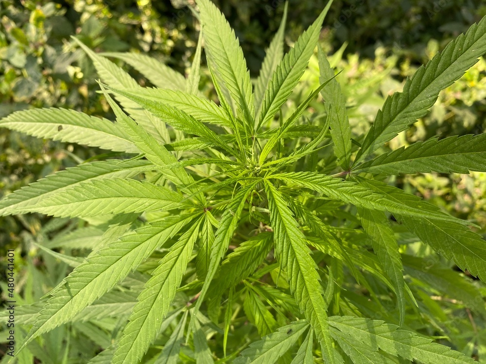 Marijuana Plant with Bud and Leaves Plants at outdoor Cannabis Farm, In door grow hemp. Medicinal indica with CBD. Young cannabis plant. Cannabis at the beginning of flowering. Marijuana Plant with Bud and Leaves Plants at outdoor Cannabis Farm, In door grow hemp. Medicinal indica with CBD. Young cannabis plant. Cannabis at the beginning of flowering.