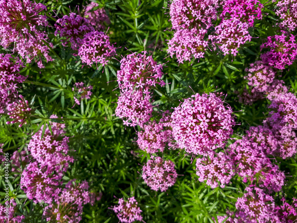 Pink flowers Phuopsis stylosa, the Caucasian crosswort, close up and high angle view Pink flowers Phuopsis stylosa, the Caucasian crosswort, close up and high angle view
