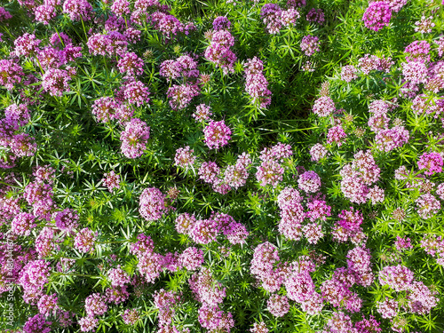 Pink flowering cluster of caucasian crosswort (Phuopsis stylosa), close up, high angle view and full frame. photo