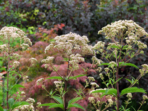 The flowers of a Joe-Pye weed (Eutrochium fistulosum, formerly Eupatorium fistulosum) photo