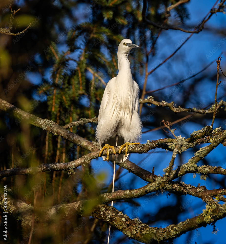 Close up of white Little Egret hunched down going to toilet on branch in tree Close up of white Little Egret hunched down going to toilet on branch in tree