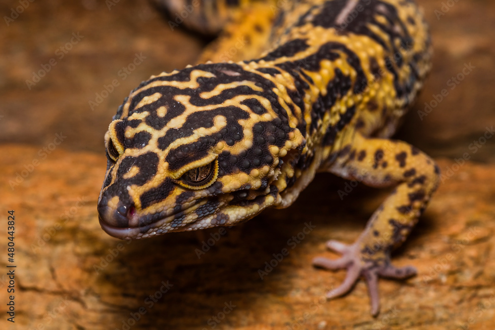 Obraz premium Portraits of a Leopard gecko, Pakistani fat-tailed gecko, Eublepharis macularius