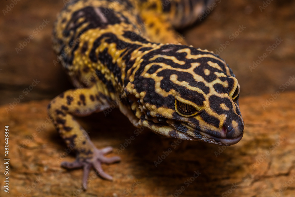 Naklejka premium Portraits of a Leopard gecko, Pakistani fat-tailed gecko, Eublepharis macularius
