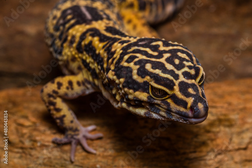 Portraits of a Leopard gecko, Pakistani fat-tailed gecko, Eublepharis macularius