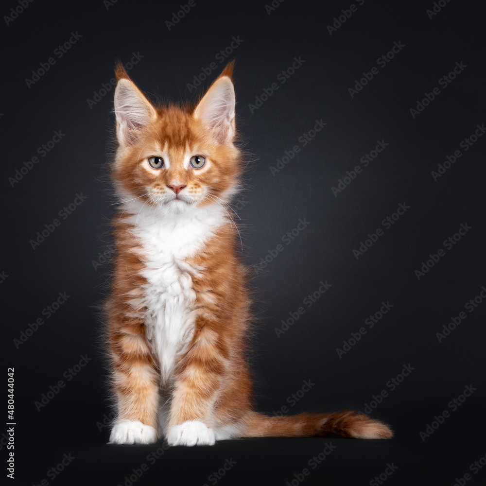 Handsome red with white Maine Coon cat kitten, sitting up facing front. Looking towards camera with attitude and green eyes.